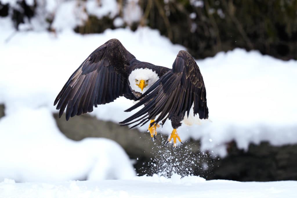 Bald Eagle Taking Off in Snow Alaska Photography Workshop