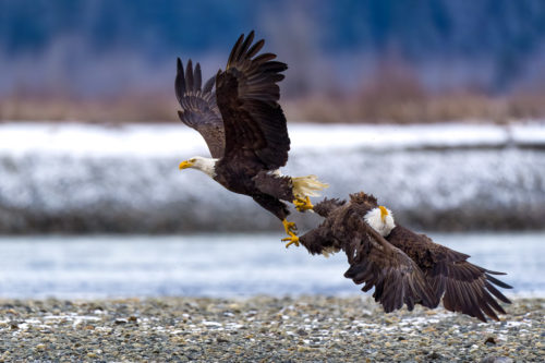 Bald Eagles Fighting in Air at Alaska Chilkat Bald Eagle Preserve Photography Workshop