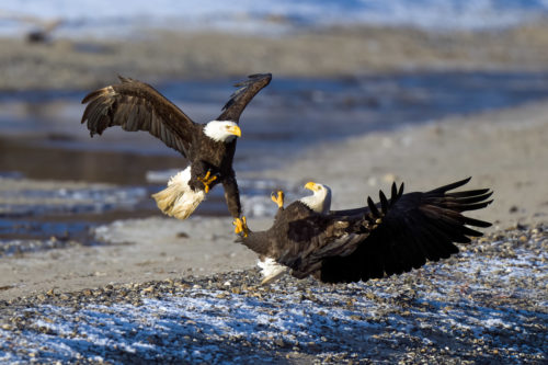 Bald Eagles Fighting Over Salmon Chilkat Bald Eagle Preserve Photography Workshop