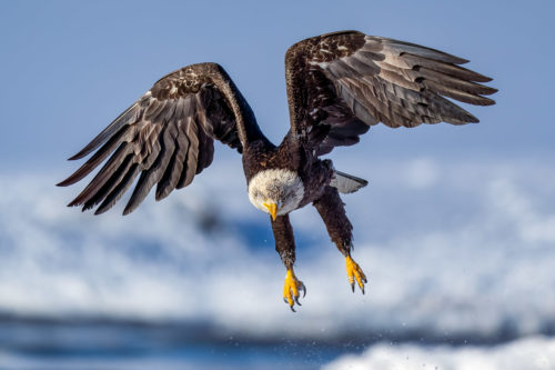 Juvenile Bald Eagle Flying in Winter Bald Eagle Photography Workshop