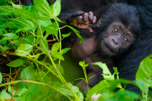 Bwindi Impenetrable Forest, where we will spend our time tracking two different large troops of Silverback Gorillas, Uganda Photo Safari with Colby Brown