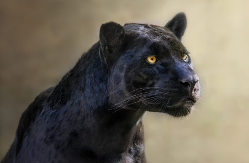 Black Panther Wildlife Photography Workshop