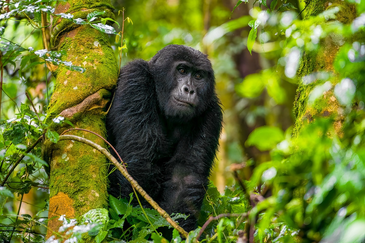 national geographic photo safari