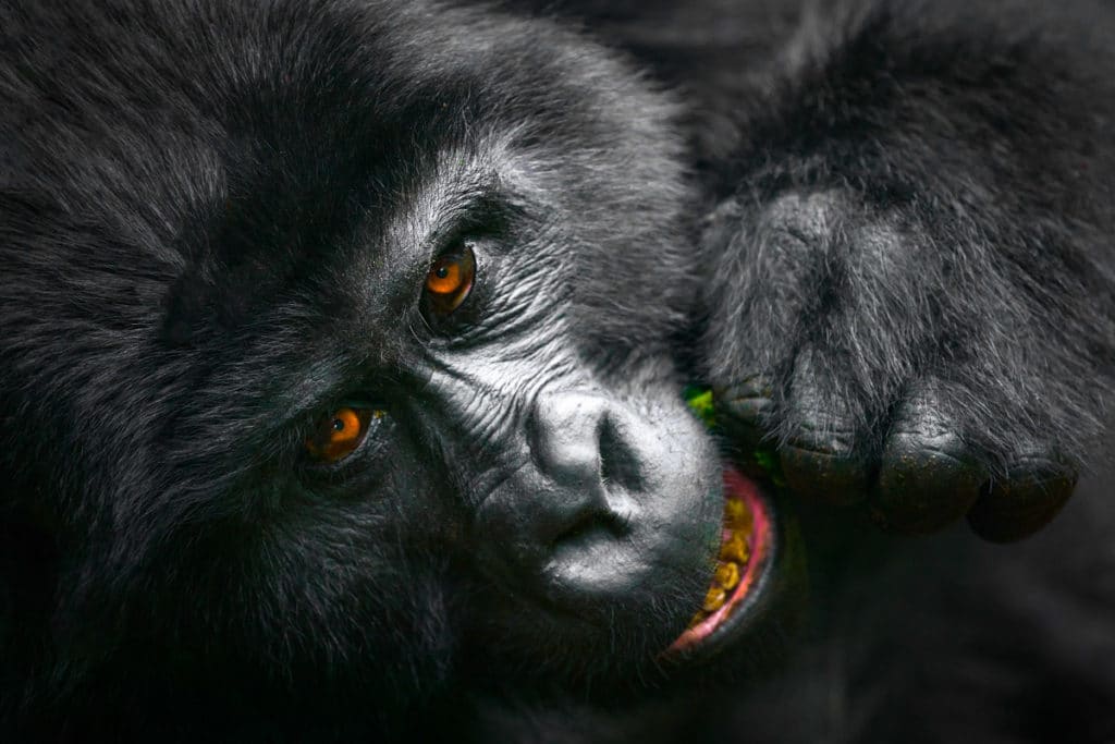 A Silverback Gorilla Eating from the Uganda Photography workshop with Colby Brown