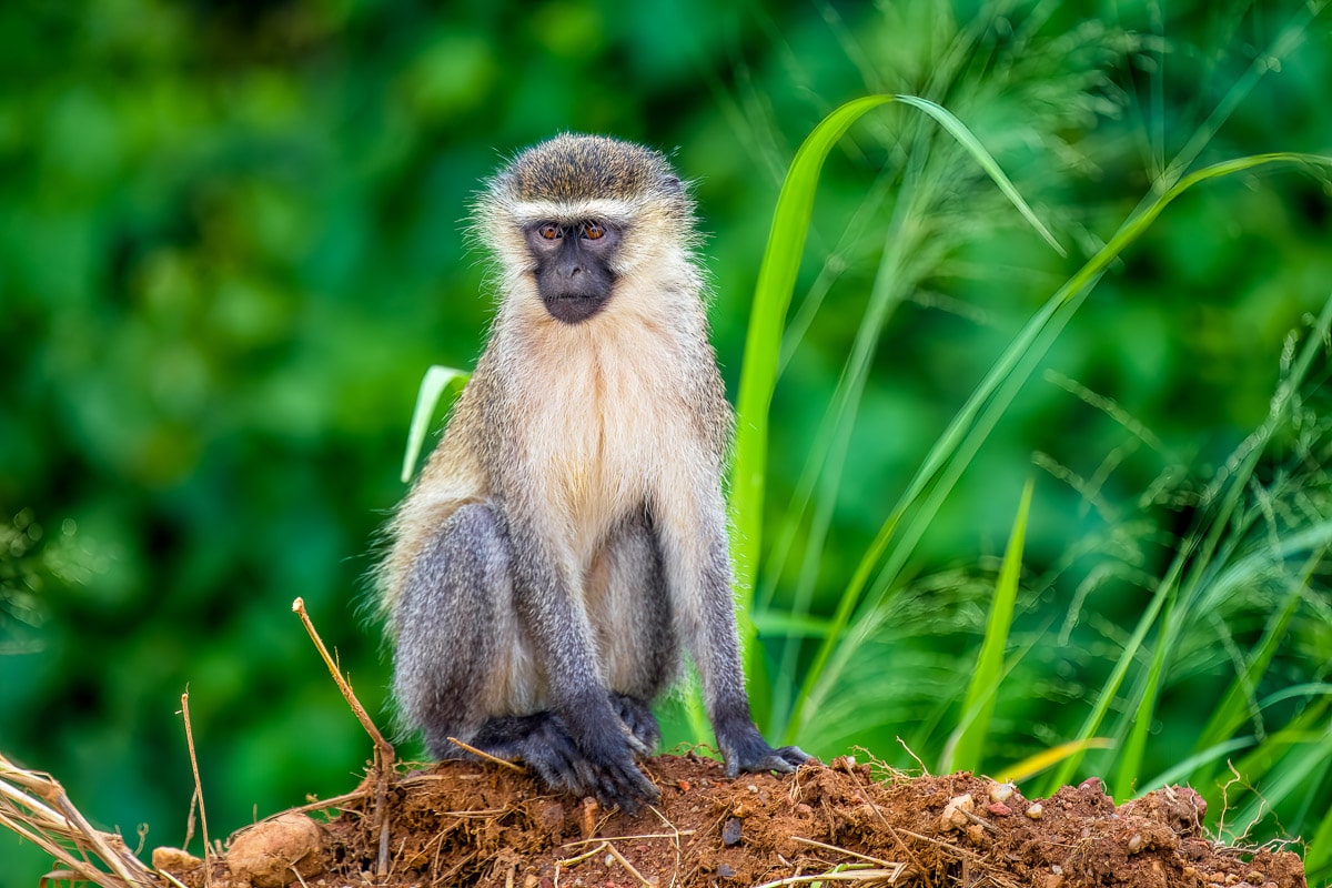Vervet Monkey — Destination Uganda Travelers