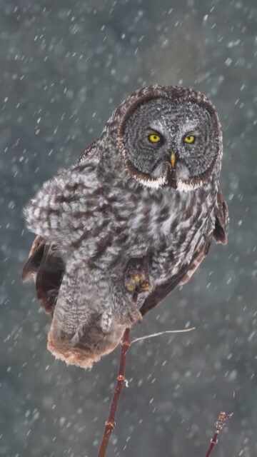 Owls are truly magnificent creatures! Every chance I get to photograph and experience one is special. This particular day I was out looking for Great Greys, otherwise known as the "Phantom of the North" up in Canada. Little did I know, a massive storm was rolling in, making for some very unique scenes.

Sony a1 II w/ 400mm f/2.8 GM plus 1.4 TC. Shot in 4k, cropped down to 1080p and resized back to 4k for you.