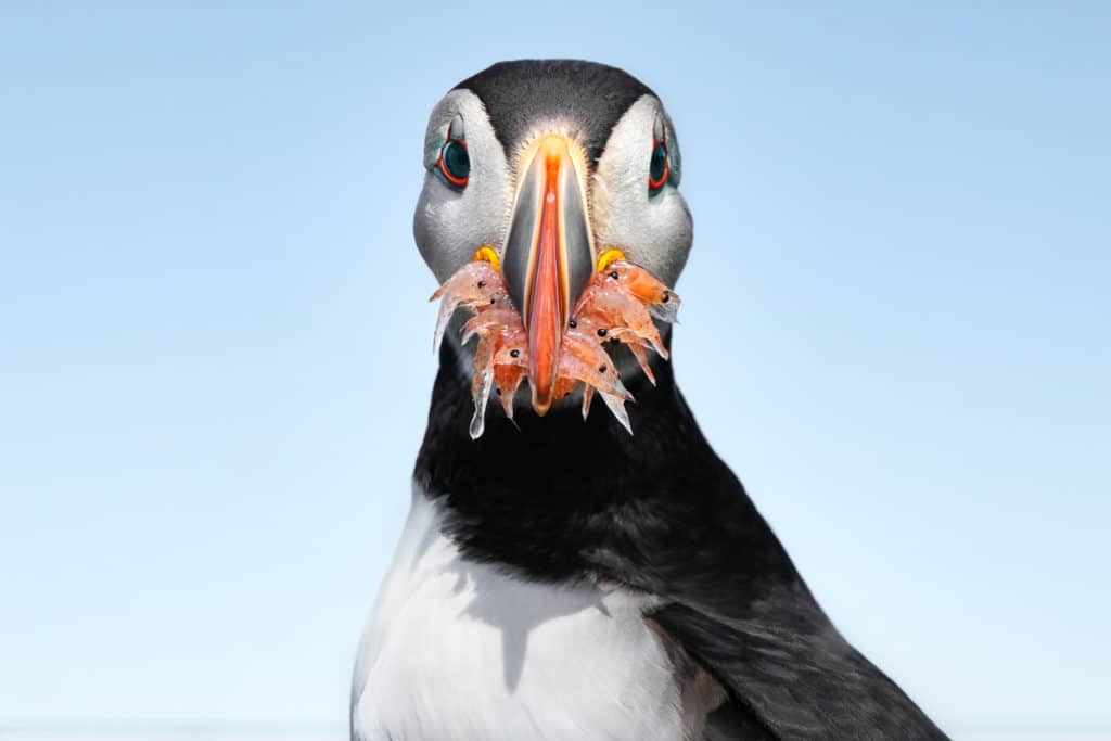 Atlantic Puffin Feeding on Krill in the Faroe Islands - from Colby Brown's Faroe Islands Photography Workshop