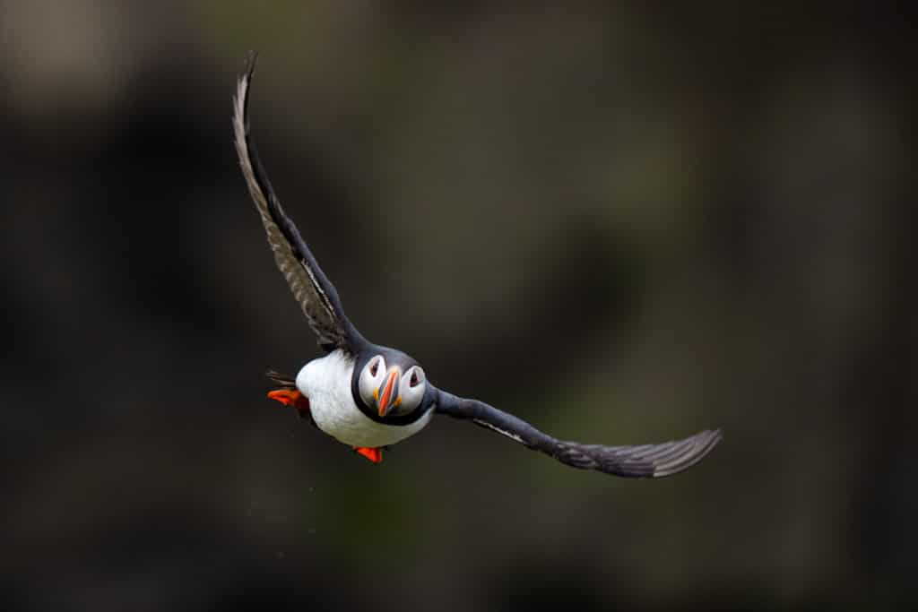 Puffin in flight on the way back to its nest