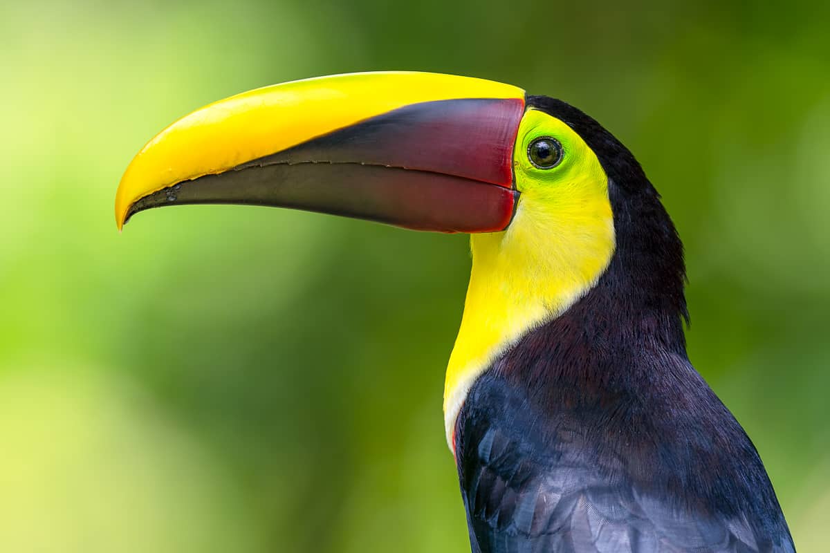 A Chesnut-Mandibled Toucan from the Costa Rica Wildlife Photography Workshop with Colby Brown