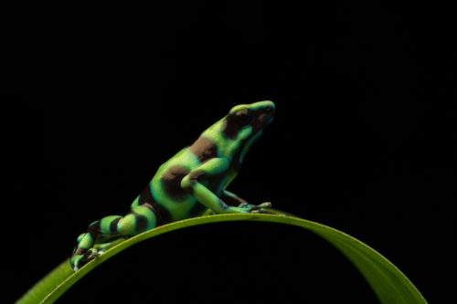 Green & Black Poison Dart Frog from the Costa Rica Wildlife Photography Workshop with Colby Brown