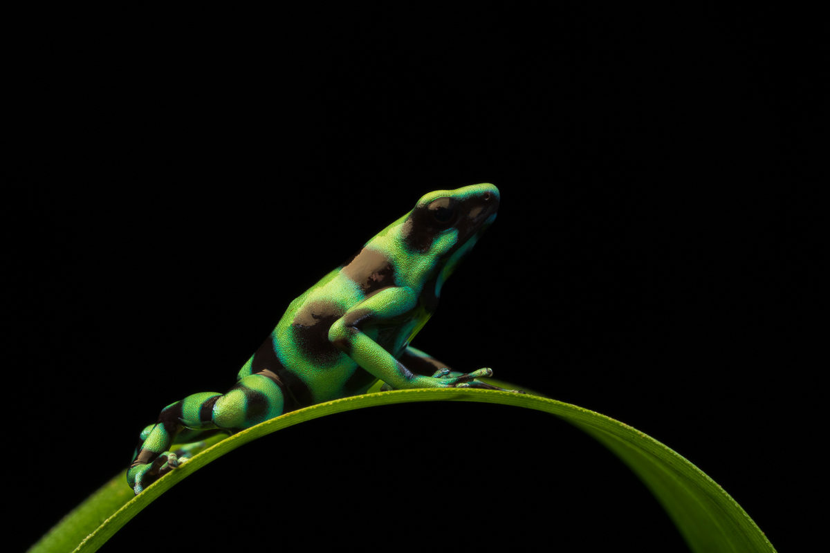 Green & Black Poison Dart Frog from the Costa Rica Wildlife Photography Workshop with Colby Brown
