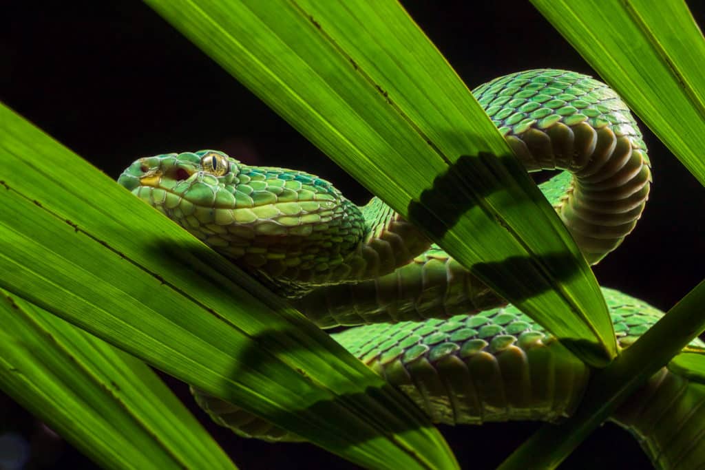 Green Pit Viper in Sarapiqui from the Costa Rica Wildlife Photography Workshop with Colby Brown