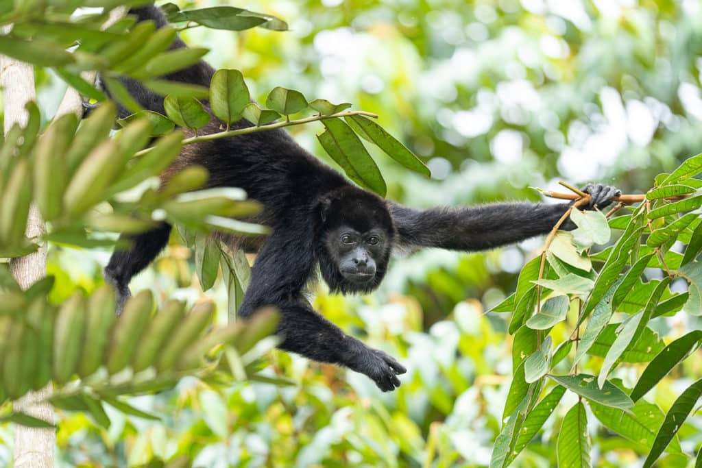 Howler Monkey during the Costa Rica Wildlife Photography Workshop with Colby Brown