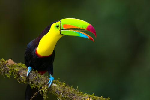 Costa Rica Wildlife Photography Workshop with Colby Brown