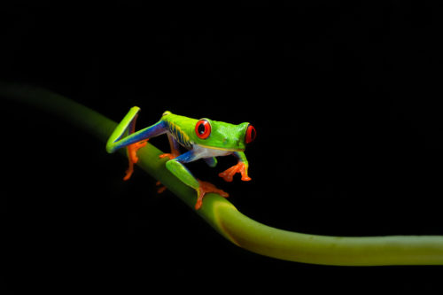 Red Eyed Green Tree Frog during the Costa Rica Wildlife Photography Workshop with Colby Brown