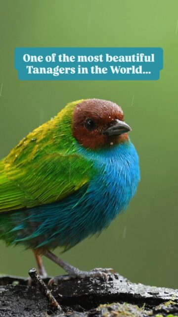 I would like to introduce one of the most beautiful Tanagers in the world, the Bay-headed Tanager. They can be found in parts of Central and South America and are often found in pairs. They are known for their vibrant blue, green and brown colors.

I just love the slow motion shots of the rain falling in the background.

Taken with a Sony a1 II w/ 600mm f/4 GM

#birdphotography #birder #birdnerd #wildlfephotography #wildlifephotographer