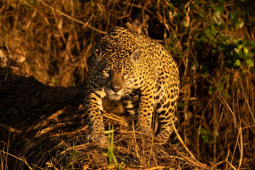 Brazil-Jaguar-Photography-Workshop-Sunrise-Shoot