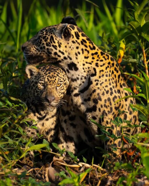 A mother's love is always incredible to witness, especially when found in nature. A young Jaguar cub gets embraced by his mother while exploring the Rio Sao Lourenco in the Pantanal. Be sure to swipe left to see the full image and all the details.

Sony a1 w/ 600mm f/4 GM
#sonyambassador #sonyalpha