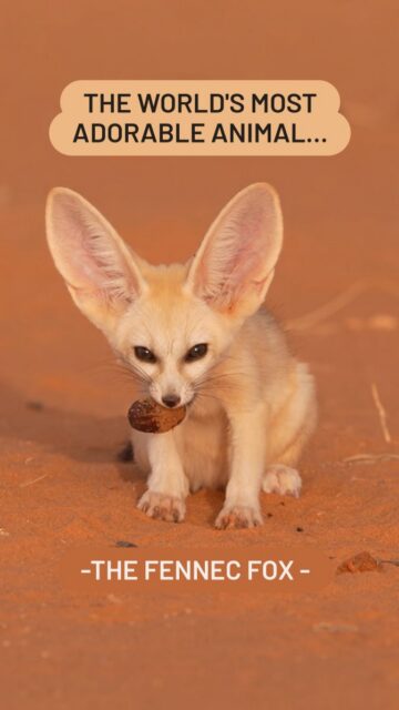 The ongoing search for the world's most adorable animal continues with a return visit with the Fennec Fox, North Africa's most absurdly cute species.

Taken with a Sony a1 + a9 III w/ 300 GM & 600 GM lenses

#wildlifephotography #wildlifeplanet 

So what do you think?