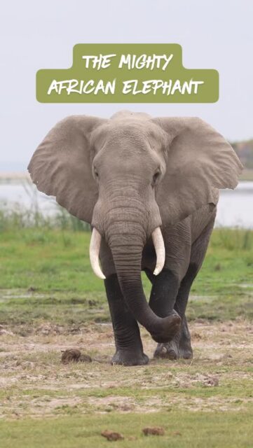 Elephants are INCREDIBLE! Did you know that 🐘 are the world's largest land animals? That they can reach up to 13ft tall and weigh over 14,000 lbs? What about that they use their ears for cooling or that their trunks have over 40,000 muscles.

What are your favorite African elephant facts?