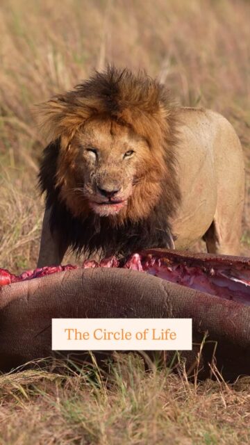 When it comes to the wildlife of Africa, the Lion is king! No animal is more powerful or fierce when it comes down to survival. Share this short clip with anyone that you know that would love to go on an African Safari!

#wildlifephotographer #WildlifeReels #africansafari #africa