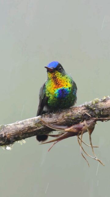 The Fiery-throated Hummingbird is easily one of the world's most beautiful hummingbirds on the planet. Here you can see it sitting in the rain in Costa Rica.

Sony a1 II w/ 600mm f/4 GM

#birdsofinstagram #birdphotography #birder @sonyalpha @bbcearth @nature