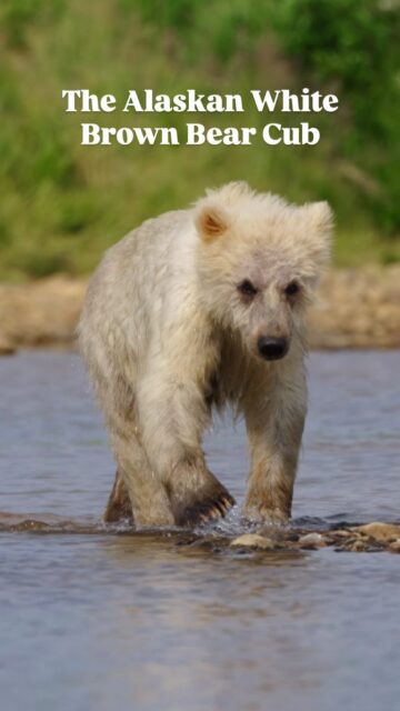 This Bear season up in Alaska, two white brown bear cubs were spotted in two different areas, from two different mothers. One in Brooks Falls (that was more white/silver) and this one at Funnel Creek. While the term "Ghost" or "Spirit" bears are reserved for white black bears with recessive genetic traits found in the Great Bear Rainforest in Canada, it is rare to find nearly white brown bears, let alone two in a single season. As they age, these two bears will surely change the color of their fur, but seeing both in person was an incredible experience for myself and my workshop clients.

Sony a7R VI + 100-400 f/4.5 GM
#sonyambassador #sonyalpha #wildlifephotography #alaska @sonyalpha @natgeo