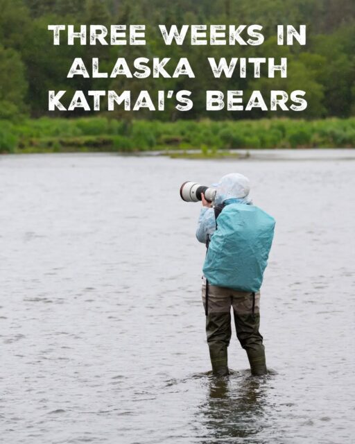 There's nothing quite like summer in Alaska alongside the brown bears of Katmai.

Three weeks, one coastline, and more close encounters than one can count! The variety of interactions found here is incredible! Photographing during bear season in Alaska never gets old. That's exactly why I keep coming back!

Which frame is your favorite -1 through 7?

All images taken with the Sony a7R VI and the 100-400 f/4.5 GM lens.

#SonyAlpha
#WildlifePhotography #Katmai #BrownBears #Alaska

A momma brown bear and her cubs at a hidden gem of a location...

Sockeye Salmon start to turn red as they begin to die and rot, making them incredibly photogenic in the process.

Fast shutter speeds are needed for these Brown Bears

Yesterday I posted a reel about a rare white Brown Bear Cub I spotted at Funnel Creek this year. Such an incredible sight to see in person!

How close do we get to the bears you ask? There is such an abundance of food in this part of Alaska, the bears don't think of you as a threat. This is unique to this part of Alaska...don't try this with a normal grizzly bear!

Which image is your favorite? Let me know below...