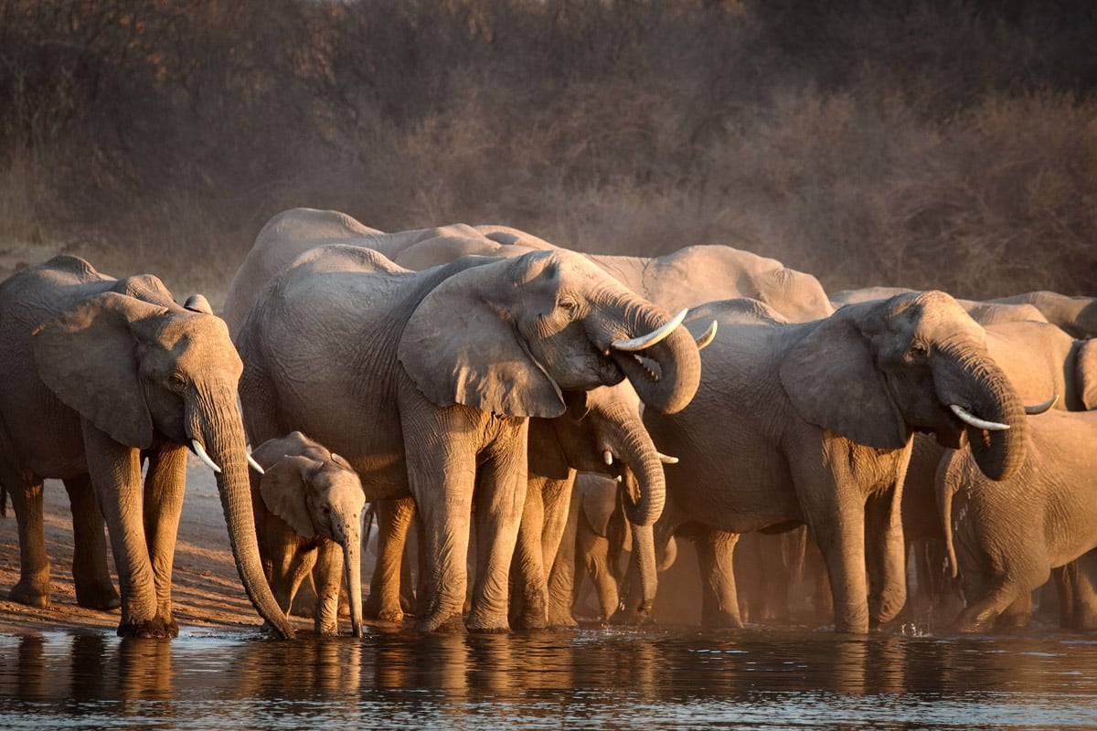 A small herd of Elephants at sunset on Colby Brown's Great Migration Photo Workshop in Kenya