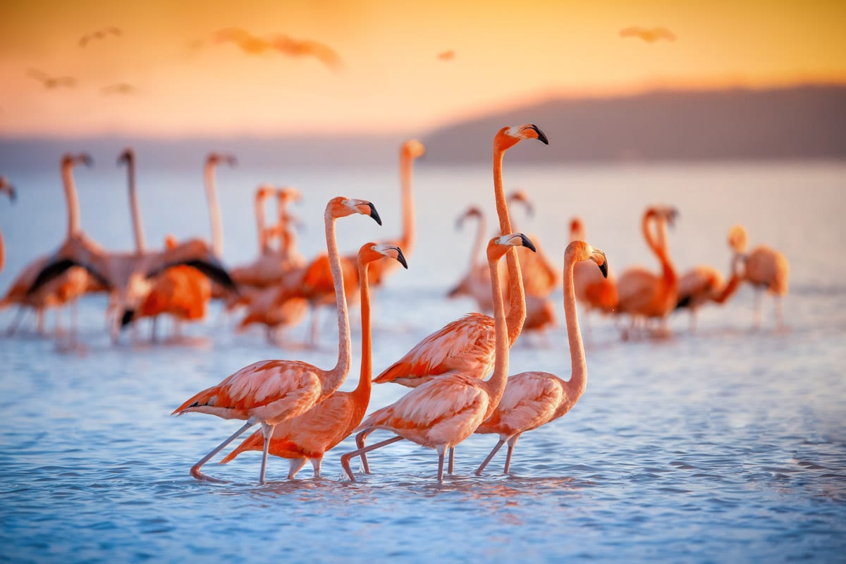 The beautiful Flamingos at a Lake in the Nakuru Wildlife Safari Photo Workshop in Kenya with Colby Brown
