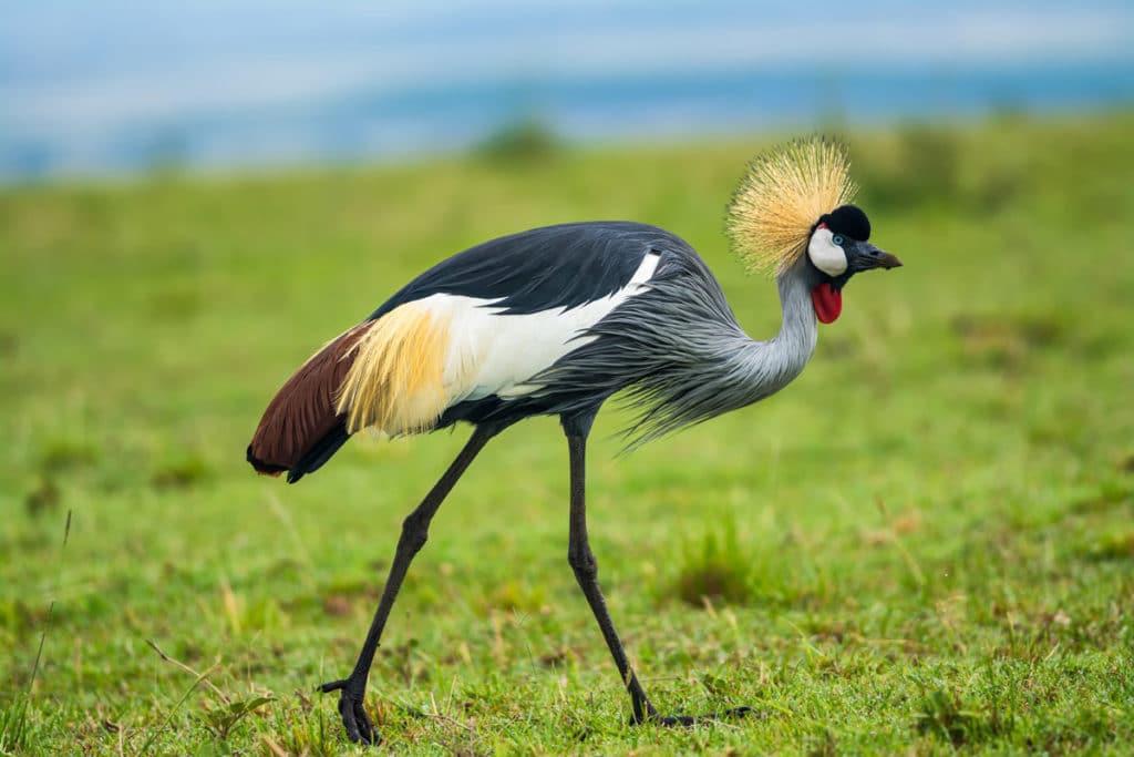 A Grey Crowned Crane as seen on the Great Migration Photo Workshop in Kenya with Colby Brown