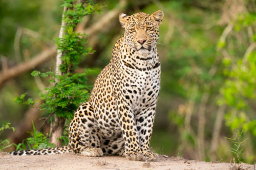 A magnificent Leopardphotographed during the Great Migration Photo Workshop in Kenya with Colby Brown