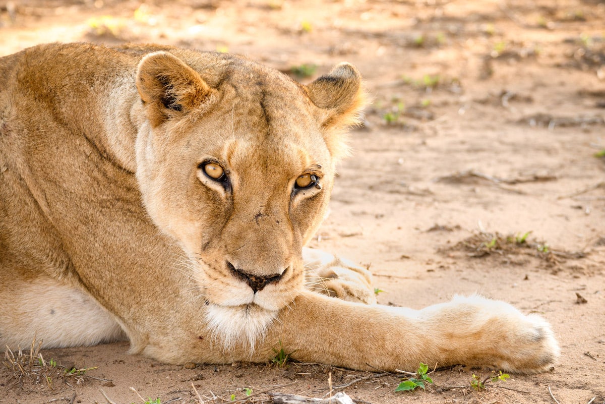 An African Lioness resting, Great Migration Photo Workshop in Kenya with Colby Brown