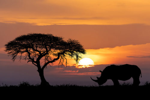 A glowing sunset with a Rhino photographed on Great Migration Wildlife Photo Safari in Kenya with Colby Brown