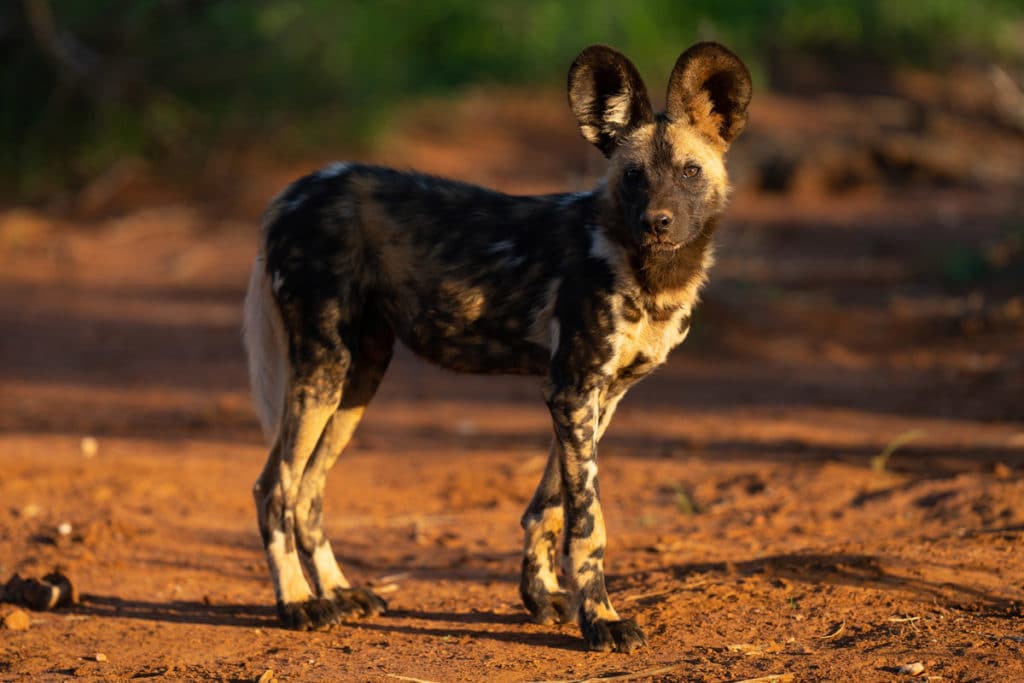 The African Wild Dogs of Kenya photographed on the Great Migration Photo Workshop with Colby Brown