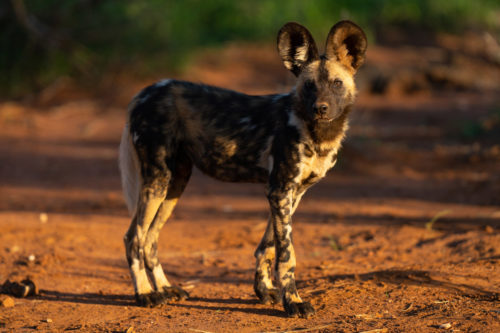 The African Wild Dogs of Kenya photographed on the Great Migration Photo Workshop with Colby Brown