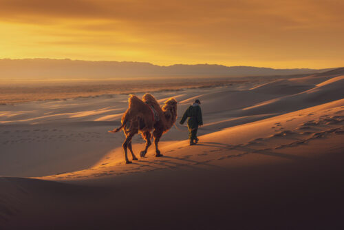 Camel walking at sunrise over the Gobi Desert - Mongolian Photo Workshop Adventure with Colby Brown