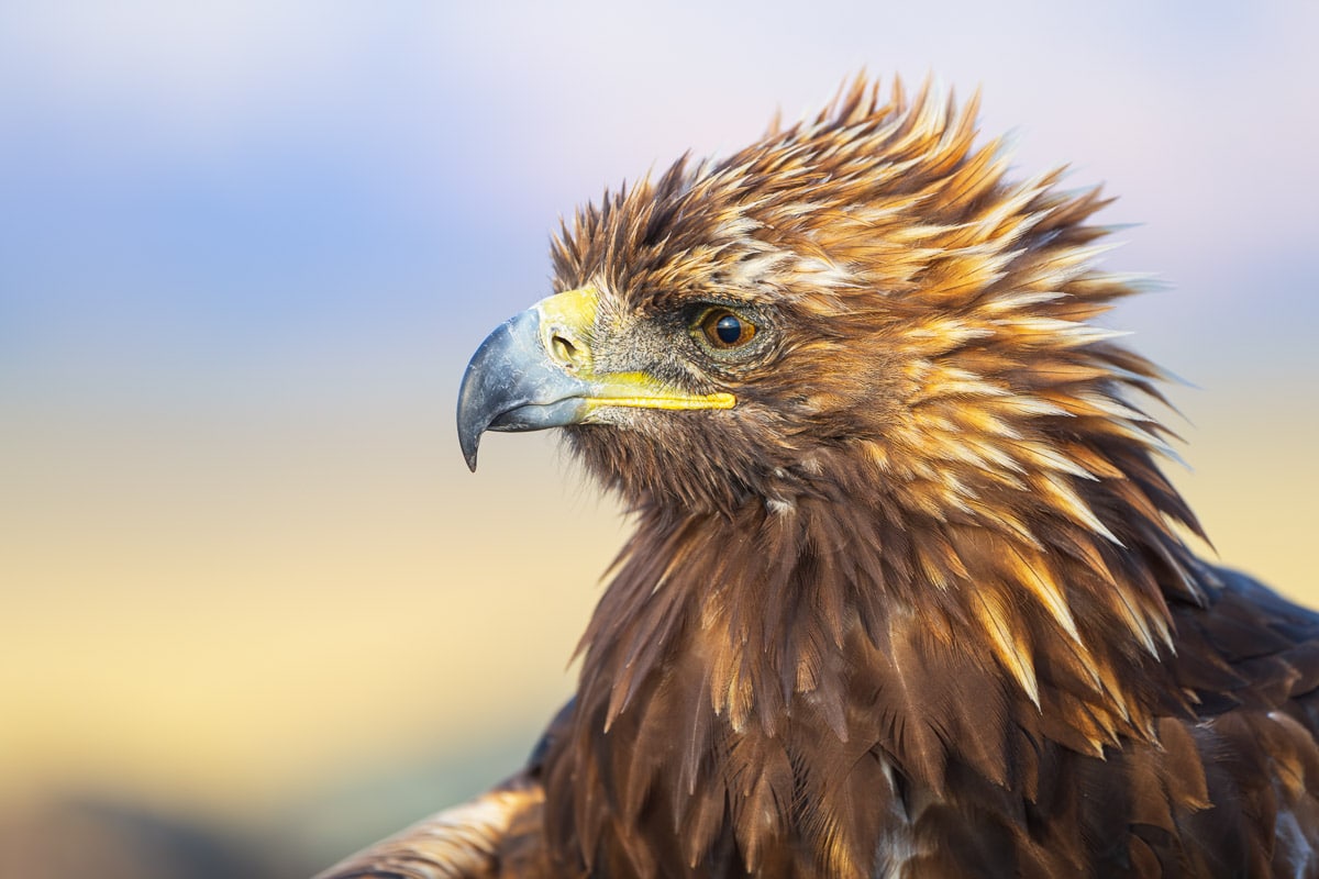 Golden Eagle at Sunrise, Mongolian Photo Workshop Adventure with Colby Brown