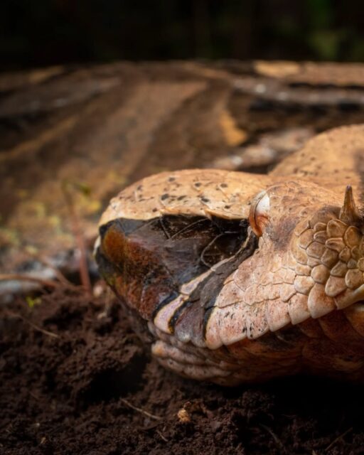 The Gaboon Bush Viper (Bits Gabonica) is a beautiful and fascinating venomous snake found in East Africa. Its massive head compared to other vipers is very iconic and important as it allows this viper to have the longest fangs of any viper on the planet (up to two inches in length).

Snakes are vital to the ecosystems they inhabit. They deserve your respect more then your fear. Don't kill snakes!

Be sure to swipe to the left to see the behind the scenes photo of this amazing encounter!

Sony a1 w/ 90mm f/2.8 Macro
#SonyAlpha #SonyAmbassador #herping #herpingtheglobe #snakesofig #snakeplant #snakelover
