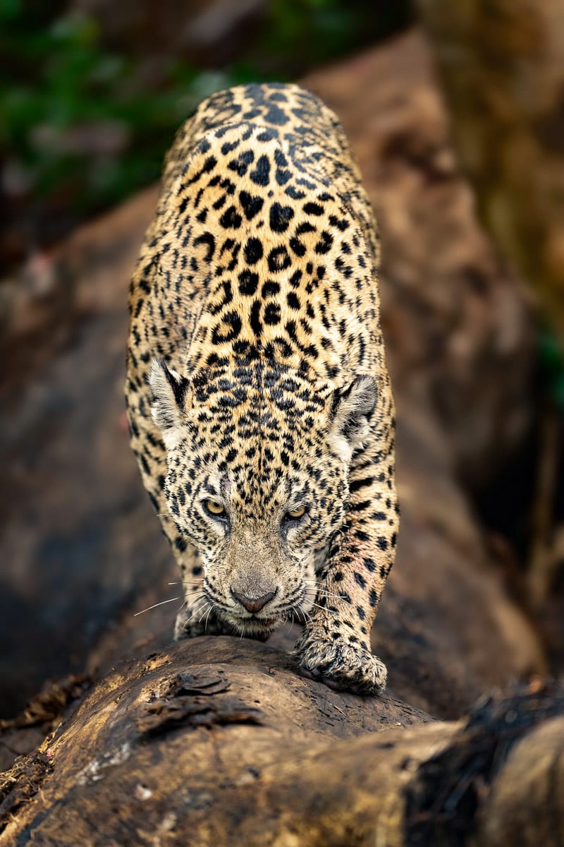 Jaguar in Brazil for Photography Workshop