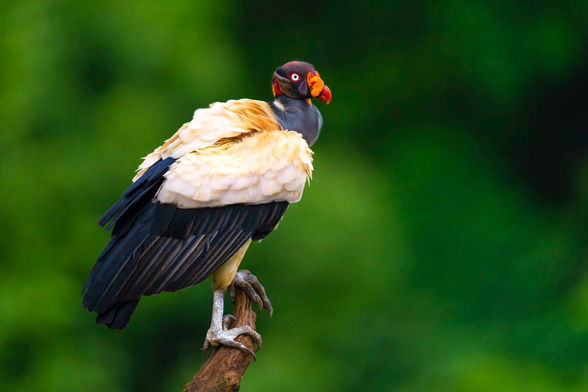 King Vulture Perched in Boca Tapada from the Costa Rica Wildlife Photography Workshop with Colby Brown
