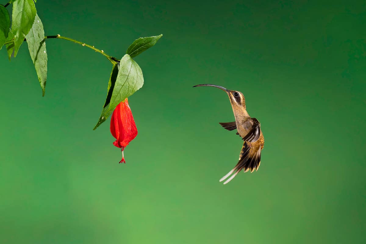 Long-billed Hermit Feeding during the Costa Rica Wildlife Photography Workshop with Colby Brown