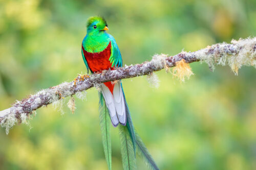 Quetzal Perched On Tree Branch during the Costa Rica Wildlife Photography Workshop with Colby Brown