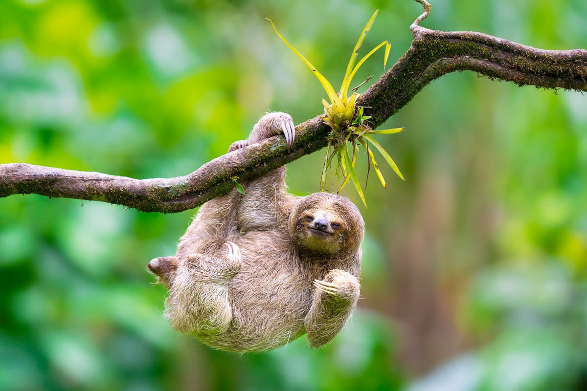 Three Toad Sloth Smiling during the Costa Rica Wildlife Photography Workshop with Colby Brown