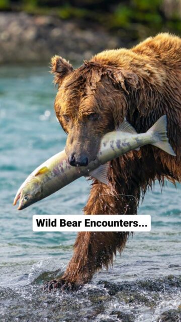 Have you ever had a wild bear encounter? The folks over at @scenicbearviewing shared this incredible video of a charging Alaskan Coastal Brown Bear the other day that got me thinking about some of my favorite close encounters with these amazing creatures. In the 2nd video you see me at McNeal River in Alaska, a protected area that has a lottery permit system that arguably has the best wild brown bear viewing on the planet. There the bears can get extremely close because of the strict rules and regulations built into the experience from the amazing rangers out there.

#igreels #igscwildlife #alaskalife #alaskaphotography #wildlifrphotography #reelitfeelit #reelinstagram  #earthfocus #wildlife_captures