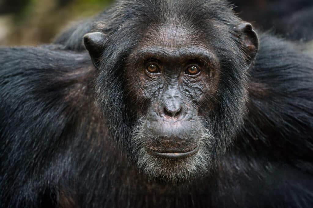 Tracking and photographing troops of wild Chimpanzees on Colby Brown's Uganda Photography Workshop