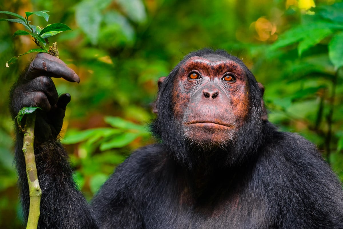 Kibale National Park, where we will spend a day tracking and photographing troops of wild Chimpanzees with Colby Brown's Uganda Photography Workshop.