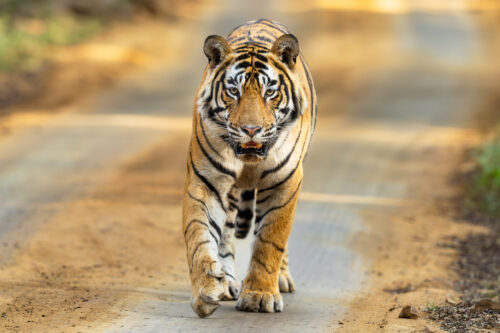 Tiger Wildlife Safari Photo Workshop with Colby Brown