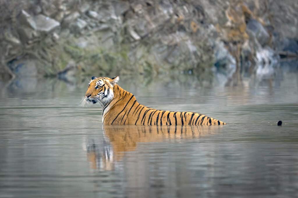 Tiger cooling down in water in Jim Corbett National Park During a Tiger Photo Safari Workshop