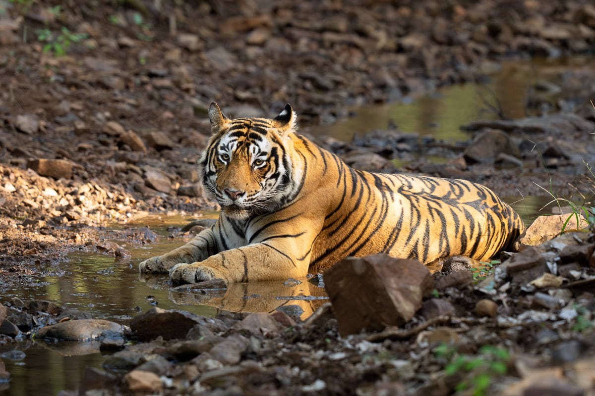 Tiger cooling off in a pool of water in Ranthambore National Park in India